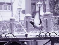 Pigeons-tourterelles