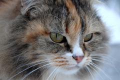 Fond ecran portrait gros plan chat sauvage tricolore poil brun blanc noir flocons neige image animal hiver