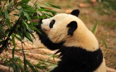 Panda mangeant bambou tranquille