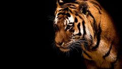 tete de tigre fond noir couleurs vives joli fond ecran image hd