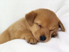 Bebe chien qui dort trop mignon fond blanc