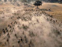buffle troupeau de buffles savane poussiere afrique