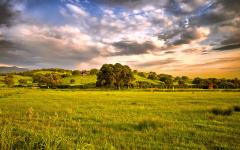 Fond ecran paysage cchampetre campagne grand chene au milieu herbe ciel nuageux teintes bleu rose