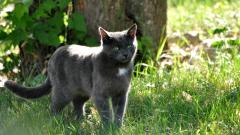 Fond ecran chat noir yeux verts poils courts tache blanche chasse nature foret feuille herbes tronc arbre