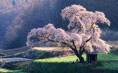 Fond ecran coniassier japon rose paysage asiatique foret gazon rizieres
