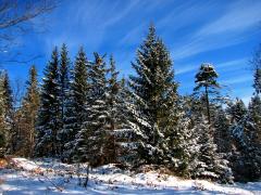 Fond ecran foret sapins epineux neige hiver ciel bleu