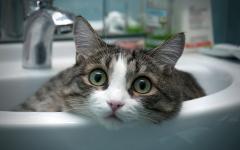 Chat tete gros plan dans le lavabo museau yeux verts