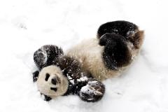 Fond ecran panda mignon chine amuse dans neige hiver fourrure pattes ecartees