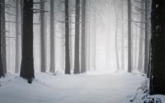 Fond ecran photographie hiver neige arbres nus sentier brume image noir et blanc