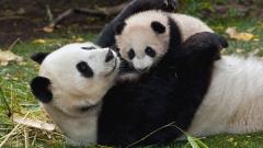 Fond ecran pandas en famille mere petit chine zoo herbe gazon bambou tendresse