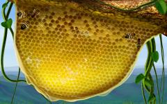 Fond écran dessin coupe ruche interieur abeilles inspectant reserves de miel alveoles ruche wallpaper