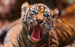 bebe tigre yeux bleus tire la langue