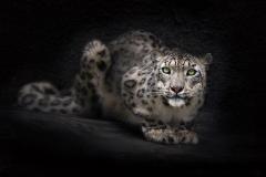 Fond ecran leopard image haute resolution regard fixe objectif photographe position couche chasse