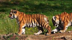 Fond ecran jeunes tigres bengale liberte gratte tronc arbre nature herbe fleurs