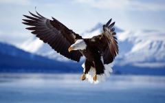 aigle majestueux descendant sur sa proie ailes ouvertes ciel en fond