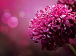 Fond ecran fleur rose focus branche purete esthetique photographie minimaliste