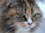 Fond ecran portrait gros plan chat sauvage tricolore poil brun blanc noir flocons neige image animal hiver