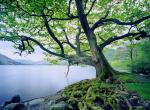 Fond ecran arbre imposant racines fleuve etang collines