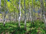 Forêt de bouleau sous bois herbe verte ciel bleu azur fond ecran nature paisible apaisant