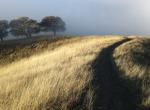champ herbes seches chemin fond brouillard lumiere vive premier plan lever du jour