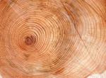 Tronc coupe detail fond ecran photographie minimaliste coupe tronc arbre humide image bois nature