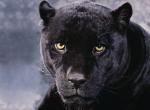 Panthere noire yeux jaune fixe objectif photo naturelle