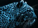 tete de leopard image artistique couleur bleu noir fond ecran