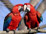 Fond ecran couples perroquets aras tendresse couleurs plumage rouge bleu vert branche arbre zoo animalier