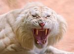 Tigre blanc albinos fond ecran tigre blanc rugissant colere enrage croc image fond couleur saumon vermillon