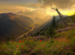 Fond écran vallée de montagne et fleurs de montagne au premier plan montage enneigée au fond jolie lumiere