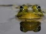 yeux de grenouille au dessus eau couleurs vertes