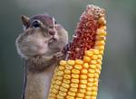 Ecureuil la bouche pleine mangeant un épis de maïs fond écran marrant