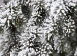 Fond ecran noel branches sapin sous neige lourde