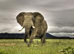 elephant dans une prairie ciel nuageux en fond fixe objectif