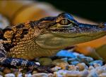 Fond ecran crocodile caiman alligator reptile ecailles image haute definition zoo animalier cailloux