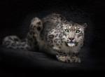 Fond ecran leopard image haute resolution regard fixe objectif photographe position couche chasse