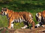 Fond ecran jeunes tigres bengale liberte gratte tronc arbre nature herbe fleurs