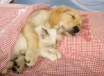 Fond ecran chien chat tendresse dorment ensemble couette rayee rouge blanc coeurs