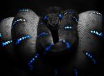 Serpent inquietant couleur bleue tuning corps du serpent entrelace