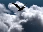 pelican dans le ciel nuage ciel bleu contre jour