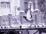 Fond ecran monochrome violet envolee pigeon balcon neige hiver art photographie