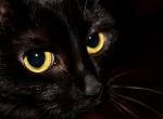 Fond ecran portrait chat noir moustaches iris oeil jaune gros plan image fond noir