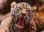 bebe tigre yeux bleus tire la langue