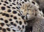 Bébé léopard trop mignon contre sa mere image hd 1920x1080