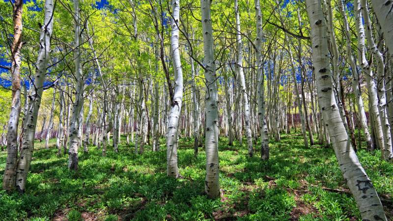 Forêt de bouleau sous bois herbe verte ciel bleu azur fond ecran nature paisible apaisant