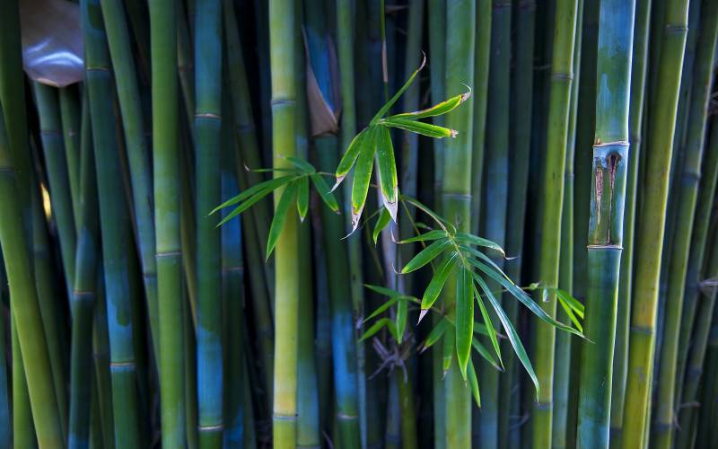 Bambou tiges fond ecran fond couleur verte bambou