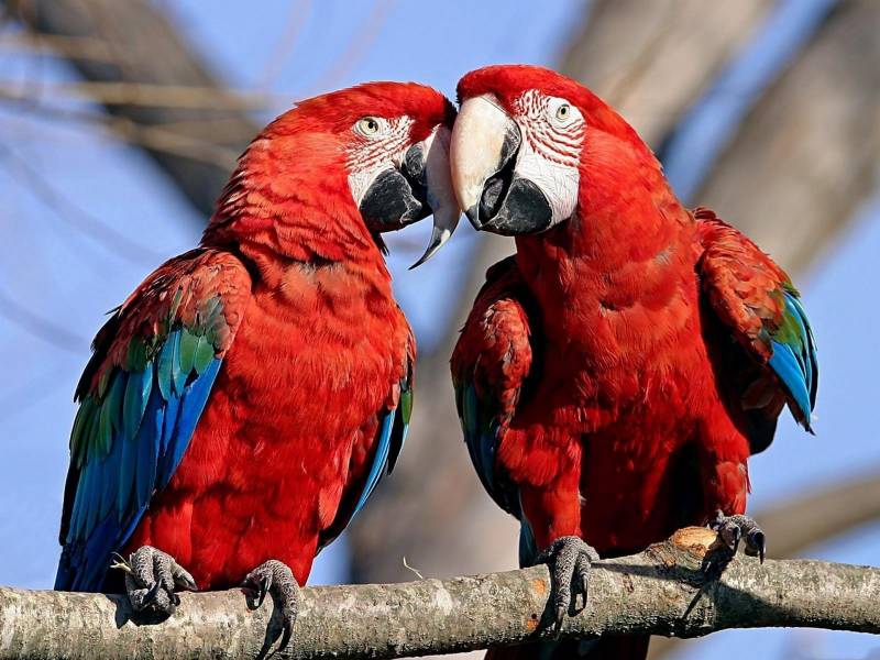 Fond ecran couples perroquets aras tendresse couleurs plumage rouge bleu vert branche arbre zoo animalier