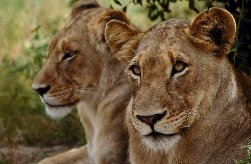 Fond ecran lionnes repos savane afrique image animaux