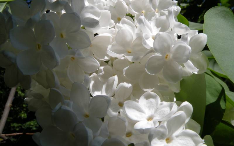 Fond ecran fleurs blanches pistil jaune grandes feuilles branche