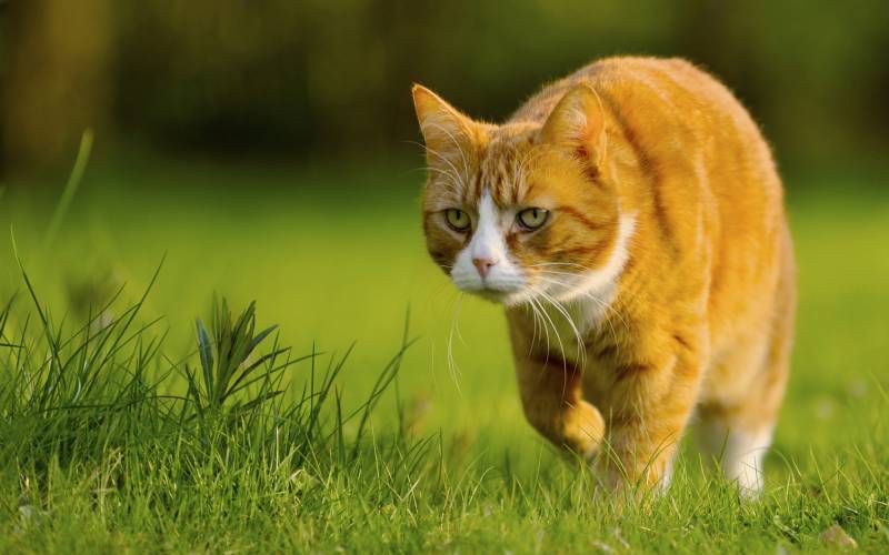 Fond ecran chat roux predateur position chasse verdure concentre